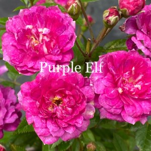 PURPLE ELF (miniature)